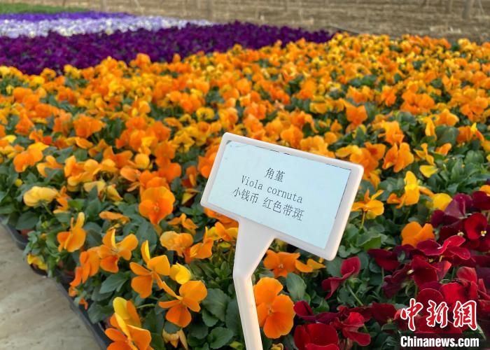 北京市绿地养护管理事务中心苗圃内,培育的耐寒花卉——角堇。 徐婧 摄 北京市绿地养护管理事务中心苗圃内,培育的耐寒花卉——角堇。 徐婧 摄